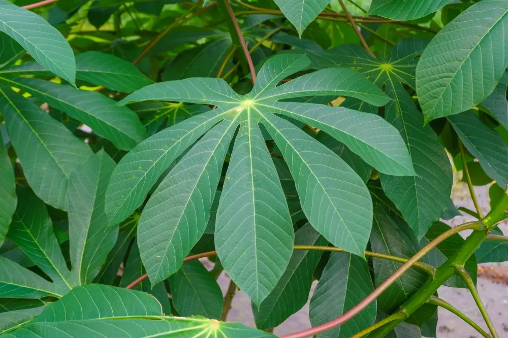 Feuilles de manioc