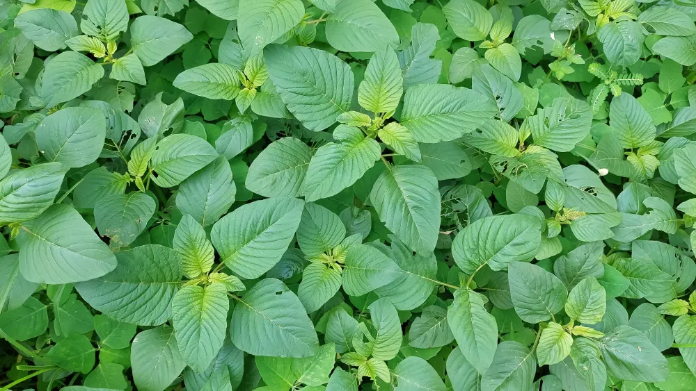 Bitekuteku